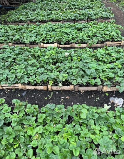 Рассада клубники. Большой ассортимент