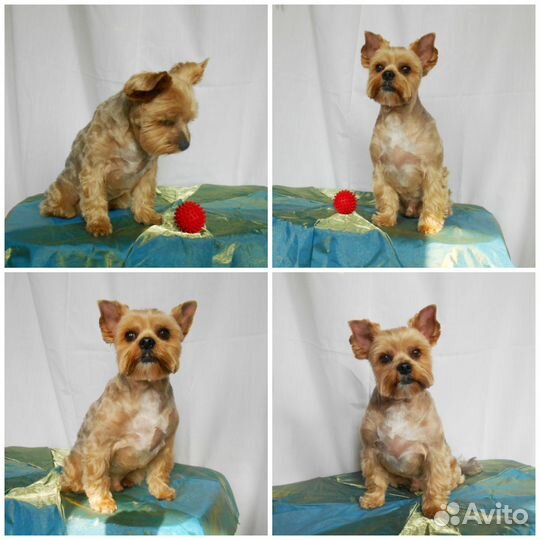 Парикмахер для собак и кошек, Астрахань