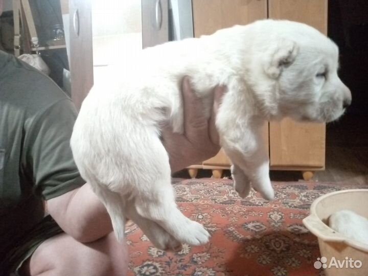 Щенки Среднеазиатская овчарка