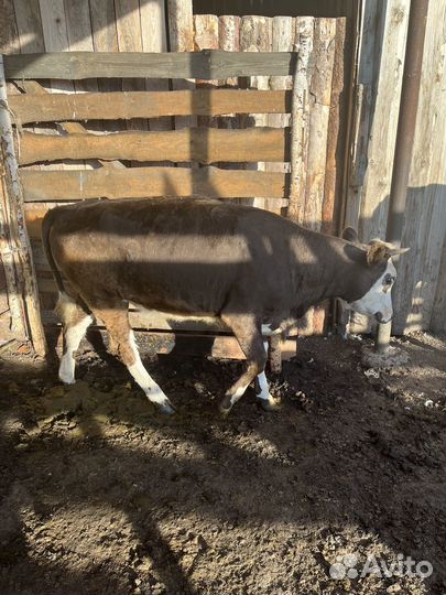 Корова с теленком, телка