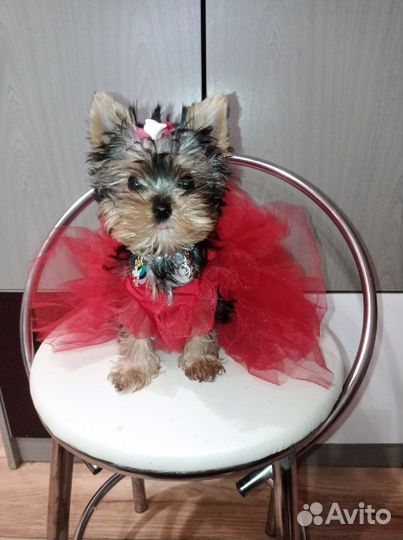 Йоркширский терьер мини куколка