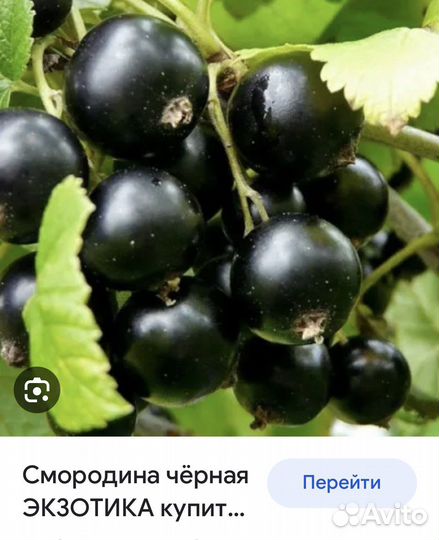 Саженцы смородины