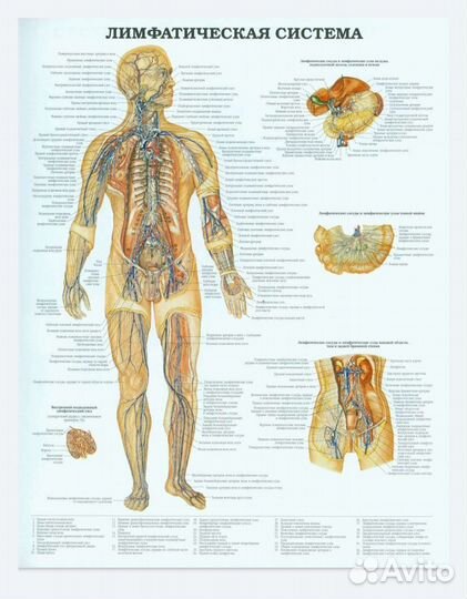 Плакаты анатомические