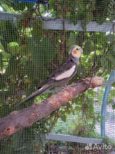 Попугай корелла