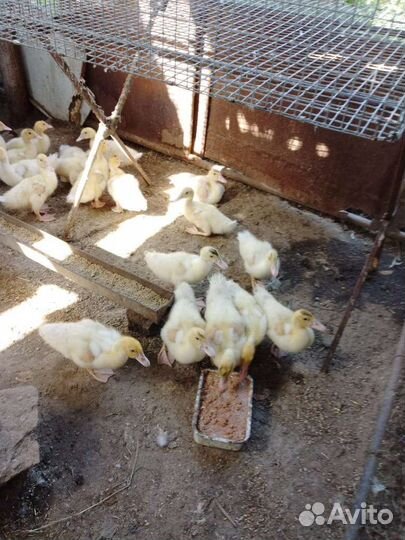 Индоутята белые