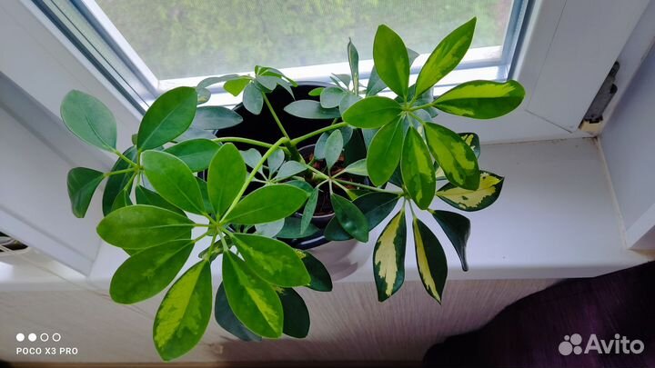 Шефлера вариегатная