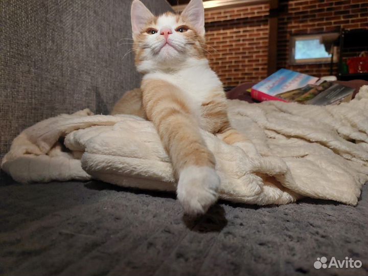 Рыжий котёнок