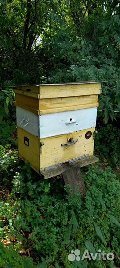 Пчелосемьи