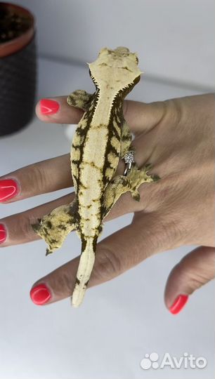 Бананоед самец