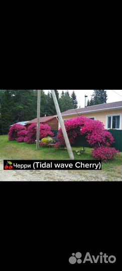 Петуния ампельная Tidal Wave