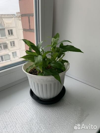 Комнатные цветы