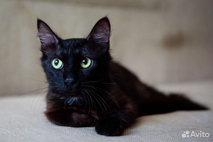 Черный котенок в добрые руки