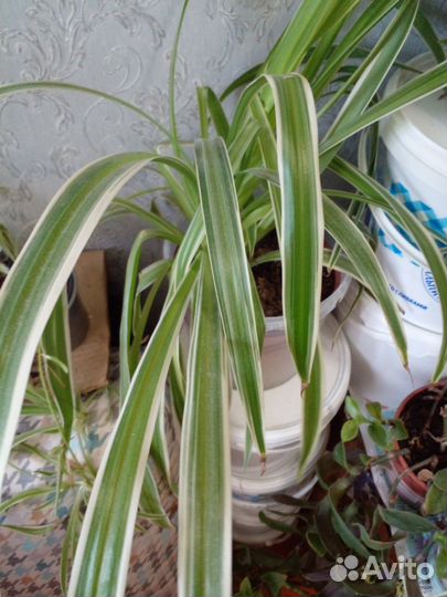 Диффенбахия