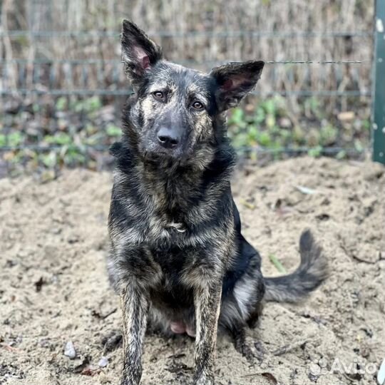 Собака в добрые руки отдам бесплатно