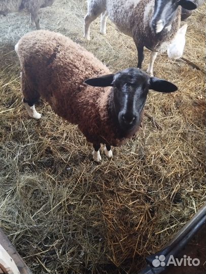 Овцы бараны