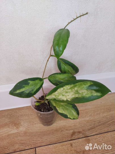 Хойи сортовые