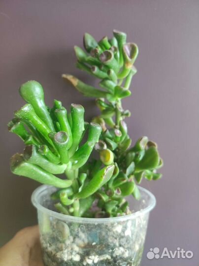 Алоэ красное, церопегия вар, альбука и др