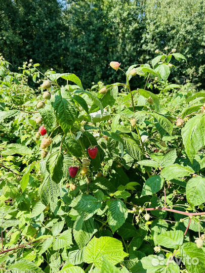 Малина свежая