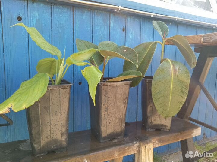 Комнатные растения цветы