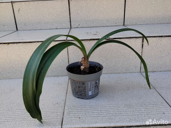 Гиппиаструм