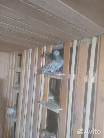 Голуби бакинцы мраморный, гривуны, бабочки