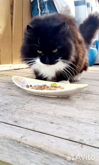 Кошка мышелов