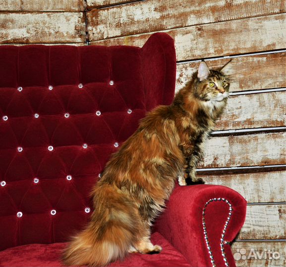 Котята от чемпионов