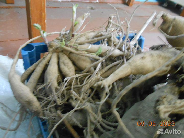 Георгины клубни