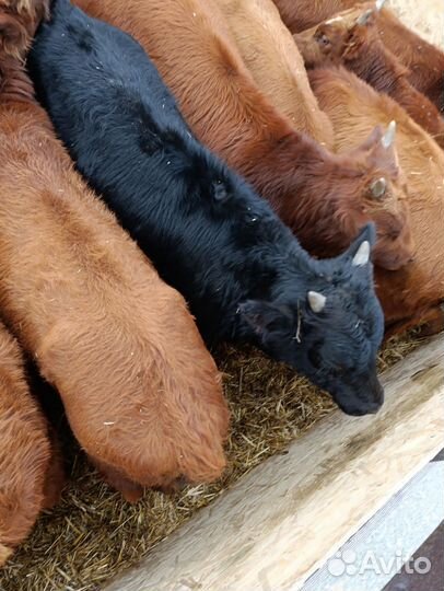 Бычки на откорм