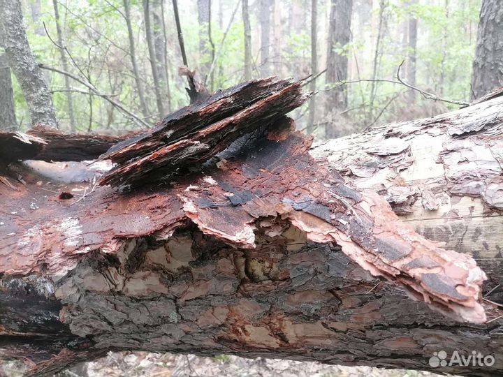 Сосновая кора/мульча эко - продукция