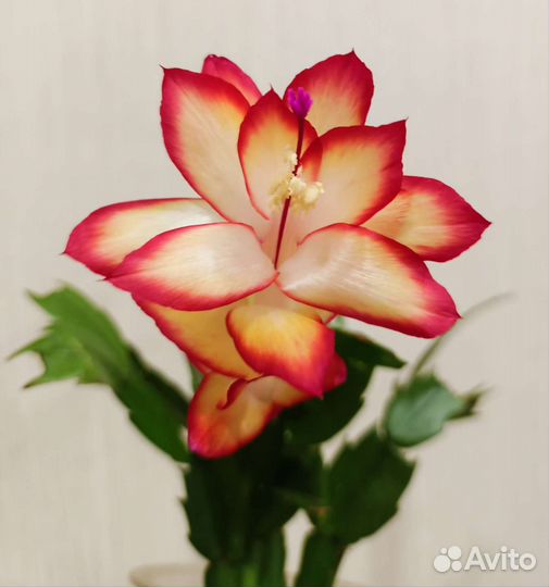 Декабрист шлюмбергера сортовые