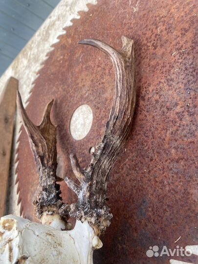 Рога косули