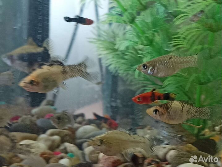 Моллинезии,меченосцы,дермогенис, растения