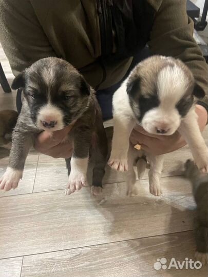 Отдам щенят в хорошие руки