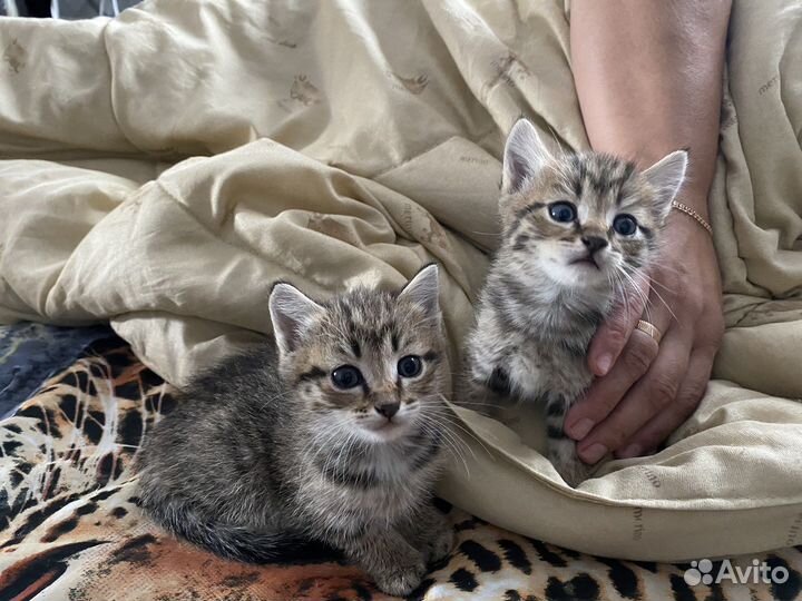 Котята в добрые руки даром