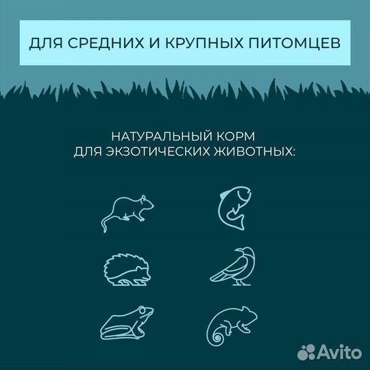 Личинка чёрной львинки сушеная 20 мм, 70гр Yumster