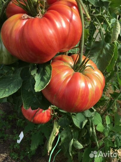 Редкие коллекционные сорта томатов