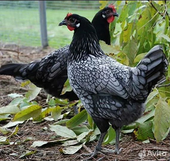 Продам цыплят доминант, андолузская