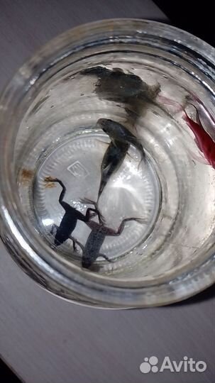 Аквариумные рыбки