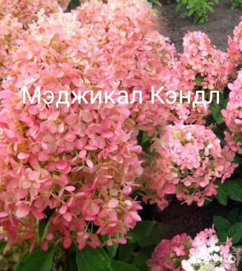 Гортензия метельчатая. Гейхеры