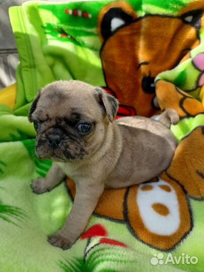 Щенки мопса