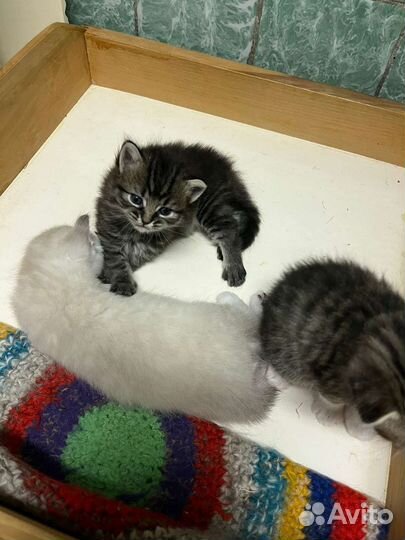 Котята бесплатно