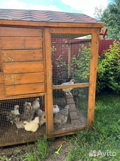 Курятник зимний