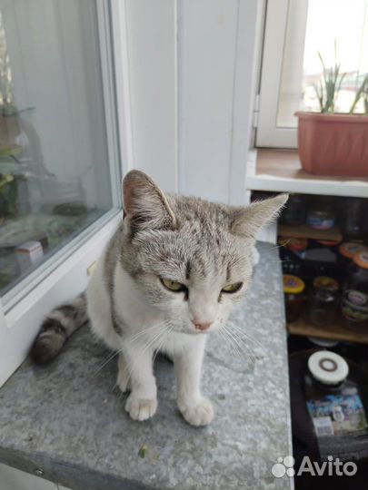 Кошка в добрые руки