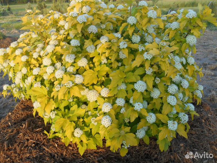 Пузыреплодник Лотеус