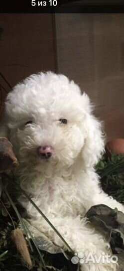 Собака пудель