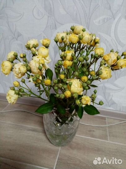 Гортензия метельчатая, роза