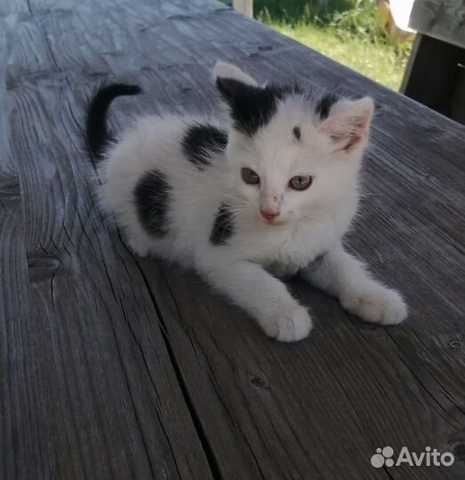 Милашка кошечка ищет дом