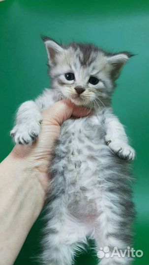 Мейн Кун котики