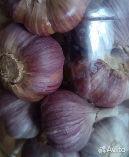 Чеснок крупный